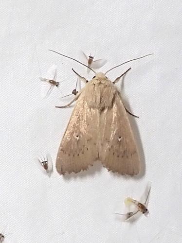 Réf. 362 158 : Mythimna sicula